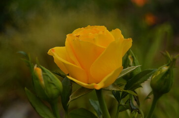 yellow rose in the garden Festive floral illustration for birthday, Birthday flower background,...