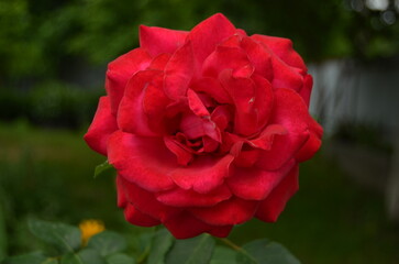 red rose in the garden