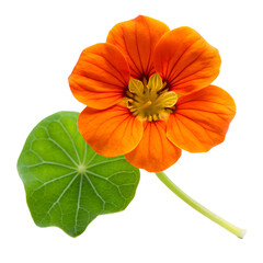 Orange Nasturtium Flower Png &ndash; Isolated On Transparent Background