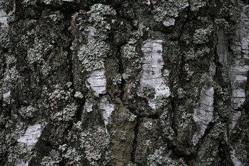 Kora brzozy © Turdus Pilaris