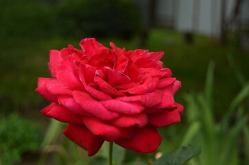 red rose in the garden