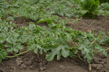 Watermelon sammer plant