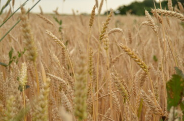 golden wheat field