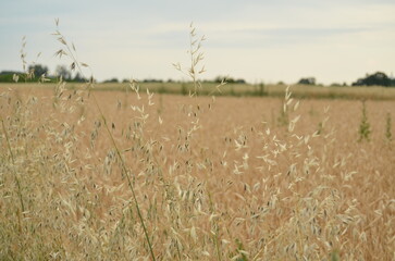 wheat field in the wind