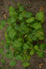 lettuce growing in the garden