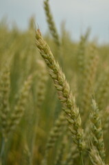 ears of wheat in field