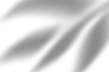 Natural leaf shadow effects isolated on transparent background. Blurred tree branch shadow. Plant leaves shade. Spring decoration, Mockup, template for product display, Smmer design elements, PNG