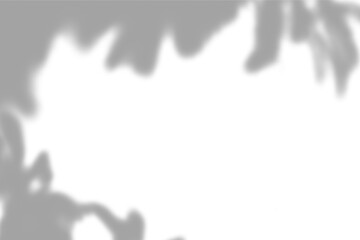 Transparent shadow effect. Shadow and light from window. isolated on transparent background. Blurred shadow overlay for modern interior design decoration, mockup, Summer spring design elements, PNG