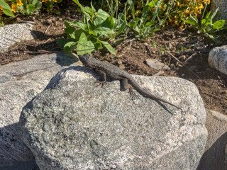 A Common Fence Lizard on a Rock Thermoregulation