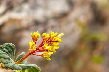 Yellow flower with rocky background.
