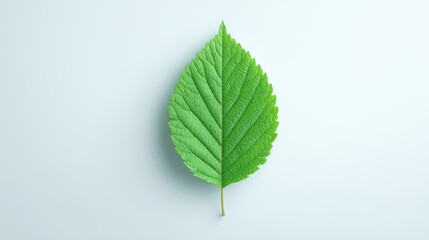 Fototapeta premium Green Leaf Texture Detail - Nature, Ecology, Growth