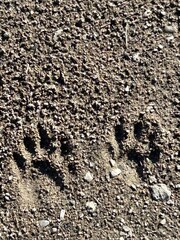 Animal paw prints