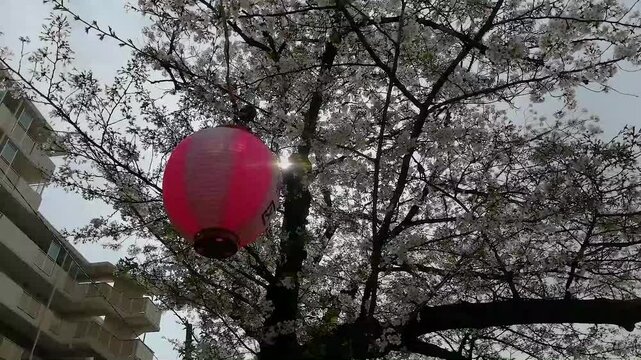 Cherry Blossom with a pink lantern in a japanese neighborhood