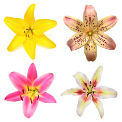 Collection head lily flower isolated on white background. Top view, flat design, florist business concept
