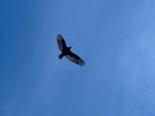 Bird in flight