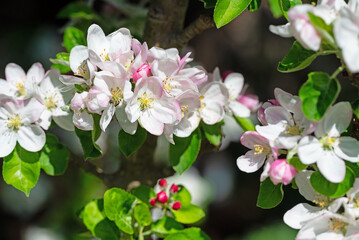 Blühender Apfelbaum, Malus, im Frühling