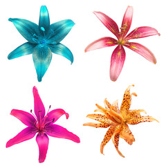 Collection head lily flower isolated on white background. Top view, flat design, florist business concept