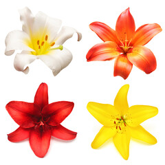 Collection head lily flower isolated on white background. Top view, flat design, florist business concept