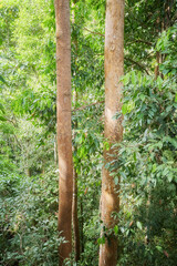 Photo of a rainforest in Borneo, Sabah, Malaysia.