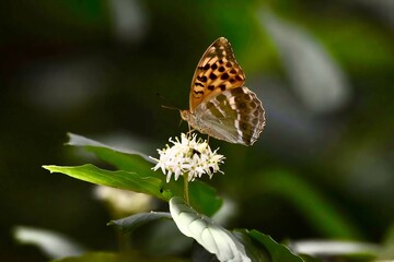 butterfly on a flower