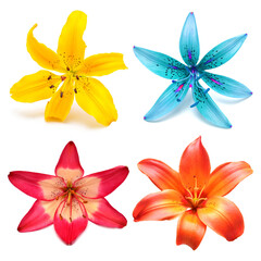 Collection head lily flower isolated on white background. Top view, flat design, florist business concept
