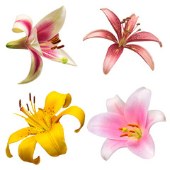 Collection head lily flower isolated on white background. Top view, flat design, florist business concept