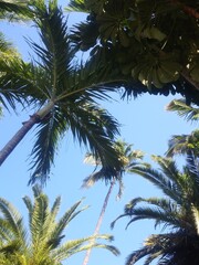 Fototapeta premium palm trees against blue sky