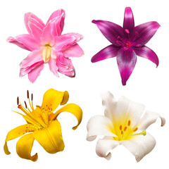 Collection head lily flower isolated on white background. Top view, flat design, florist business concept