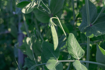 A vibrant pea pod hangs from a thriving pea plant, showcasing fresh growth.