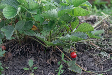 A vibrant strawberry plant with a ripe red berry thriving in a garden setting.