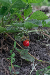 A vibrant red strawberry hangs ripe, amidst lush green leaves and dark soil in a garden.