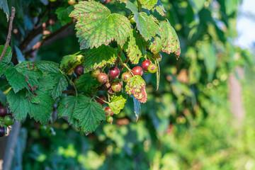 Close-up image showcasing ripe blackcurrant berries on a branch, amidst vibrant green foliage.