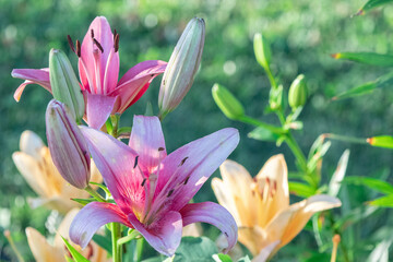 A close-up captures the stunning pink lilies in full bloom, showcasing their vibrant colors.