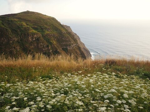 A breathtaking view from a coastal cliff covered in wildflowers and tall grass, overlooking the vast Atlantic Ocean at sunset. Clifftop serenity over the ocean, Madeira Island, Portugal