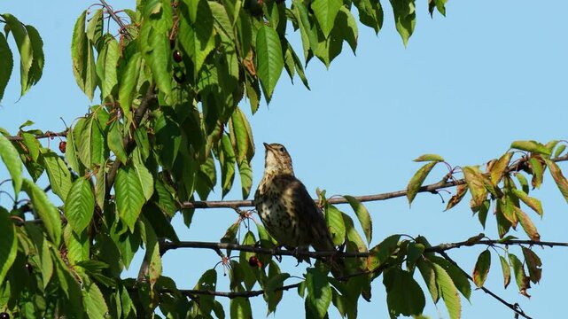 A tiny songbird, likely a chiffchaff (Phylloscopus collybita), is seen hopping and flitting among tree branches in a lush green forest. The bird displays natural, curious behavior, blending into its e