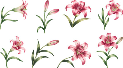 Watercolor lily flower vector on white background. Hand-painted botanical illustration of pink lilies with buds and leaves.