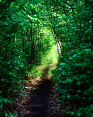 Sun-Dappled Forest Trail Through Lush Green Foliage