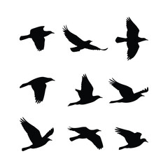 Obraz premium Collection of Crow Silhouettes Flying Birds in Various Poses, Black and White Vector Illustration