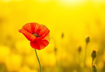 Vibrant red poppy against sunny yellow backdrop, color, yellow background