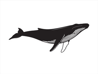Blue whale in silhouette on white background