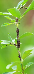 On a plant, alfalfa (acacia) aphid Aphis craccivora Koch