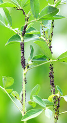 On a plant, alfalfa (acacia) aphid Aphis craccivora Koch