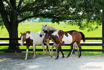 Three horses standing in the shade
