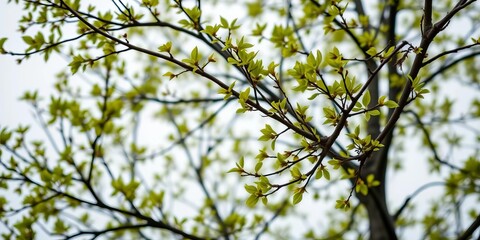 Obraz premium Tiny, vibrant green leaves emerge on city tree branches against a grey sky, morning, treetop