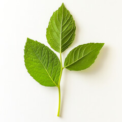 Obraz premium A vibrant green mint sprig with three distinct leaves on a clean white background