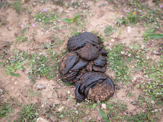 Fresh cow dung on rural soil surface