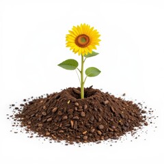 Sunflower sprout growing on a pile of peat on a white isolated background