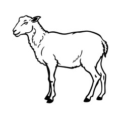 silhouette of a sheep