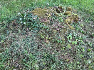 Old tree stump that has become overgrown with plants and moss over the years