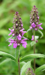 Stachys palustris grows among grasses in nature